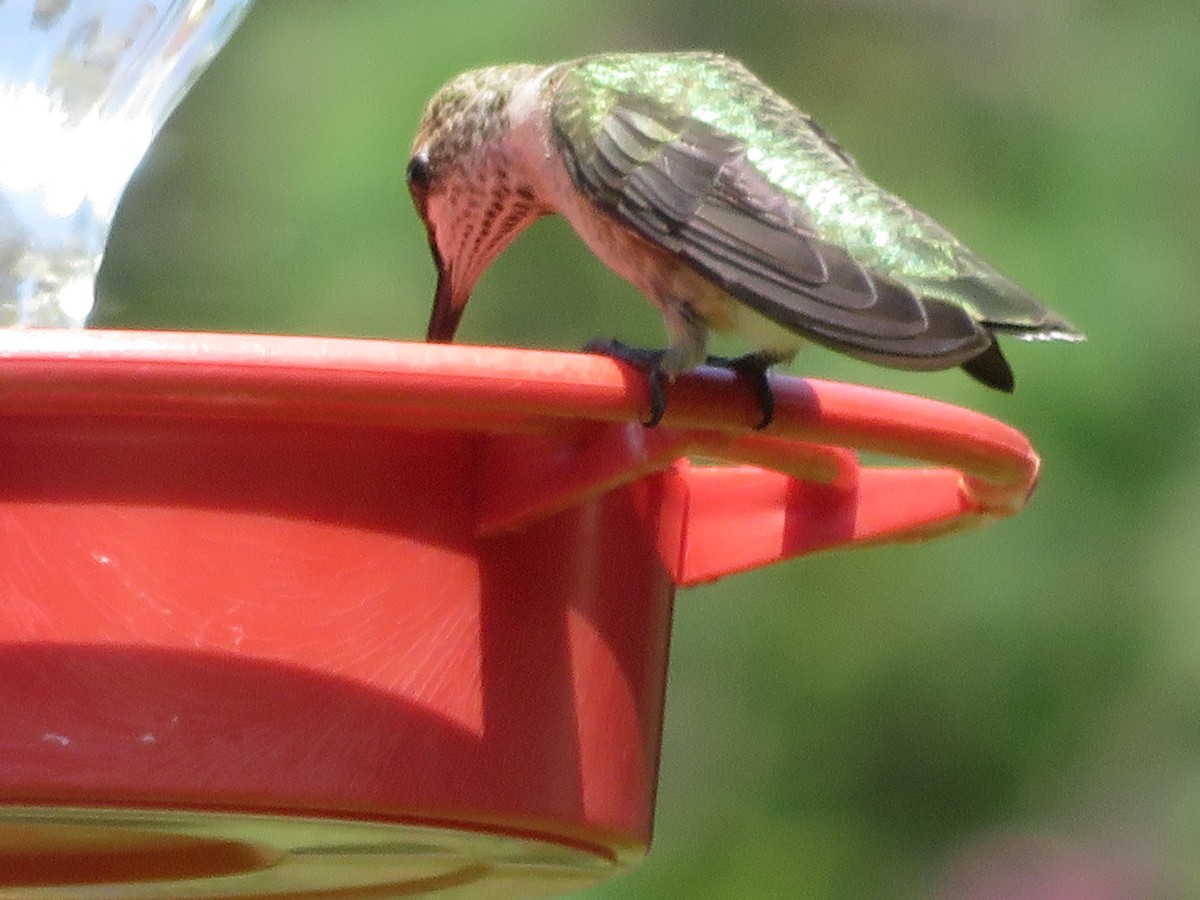 Colibrí Gorjinegro - ML620284589