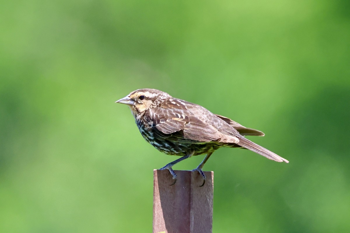 Red-winged Blackbird - ML620284595