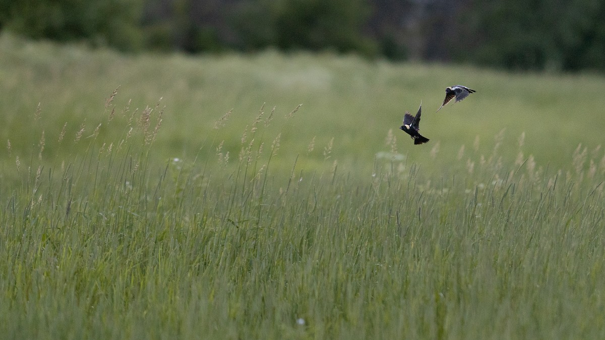 Bobolink - ML620284606