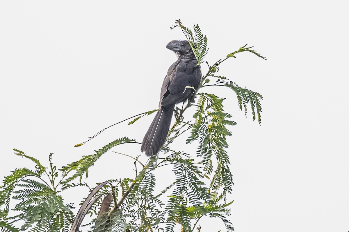 Smooth-billed Ani - ML620284613