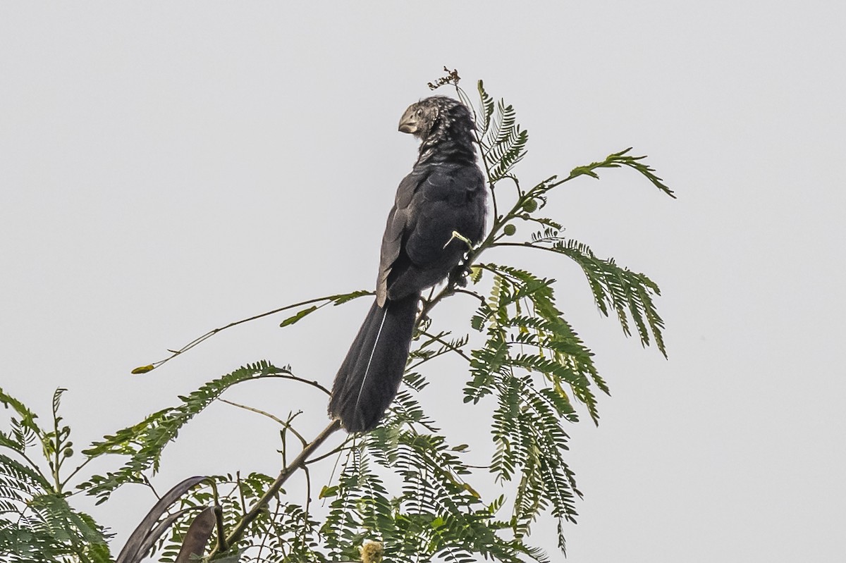 Smooth-billed Ani - ML620284615