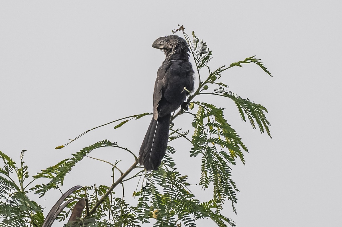 Smooth-billed Ani - ML620284616