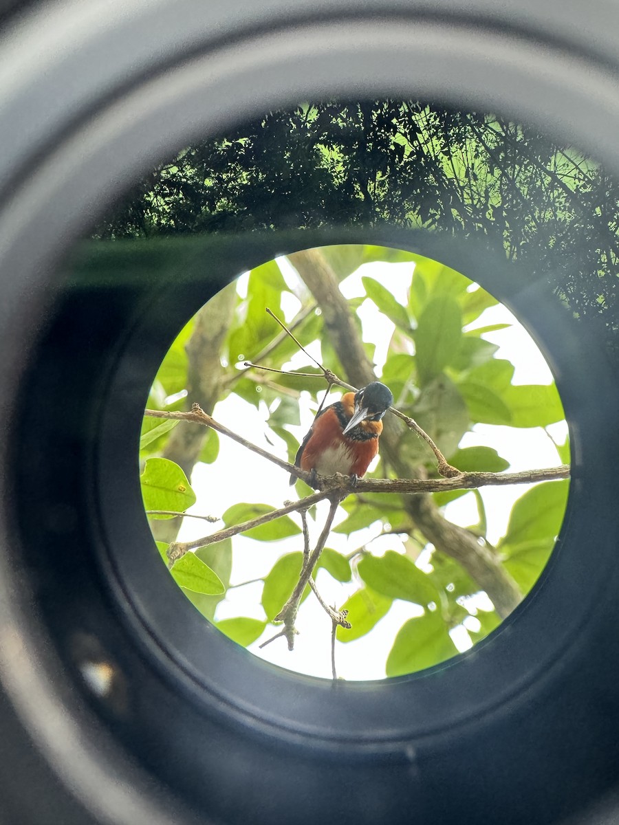 American Pygmy Kingfisher - ML620284621