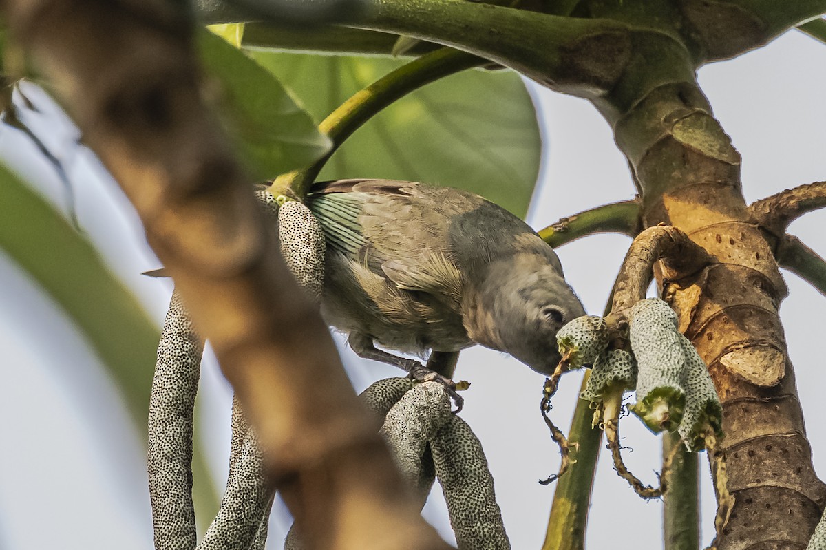 Sayaca Tanager - Amed Hernández