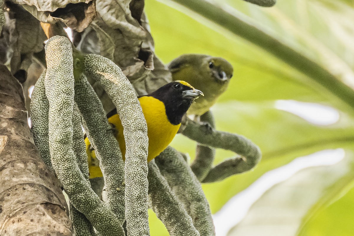 Purple-throated Euphonia - ML620284624