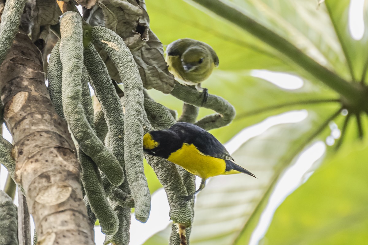 Purple-throated Euphonia - ML620284625