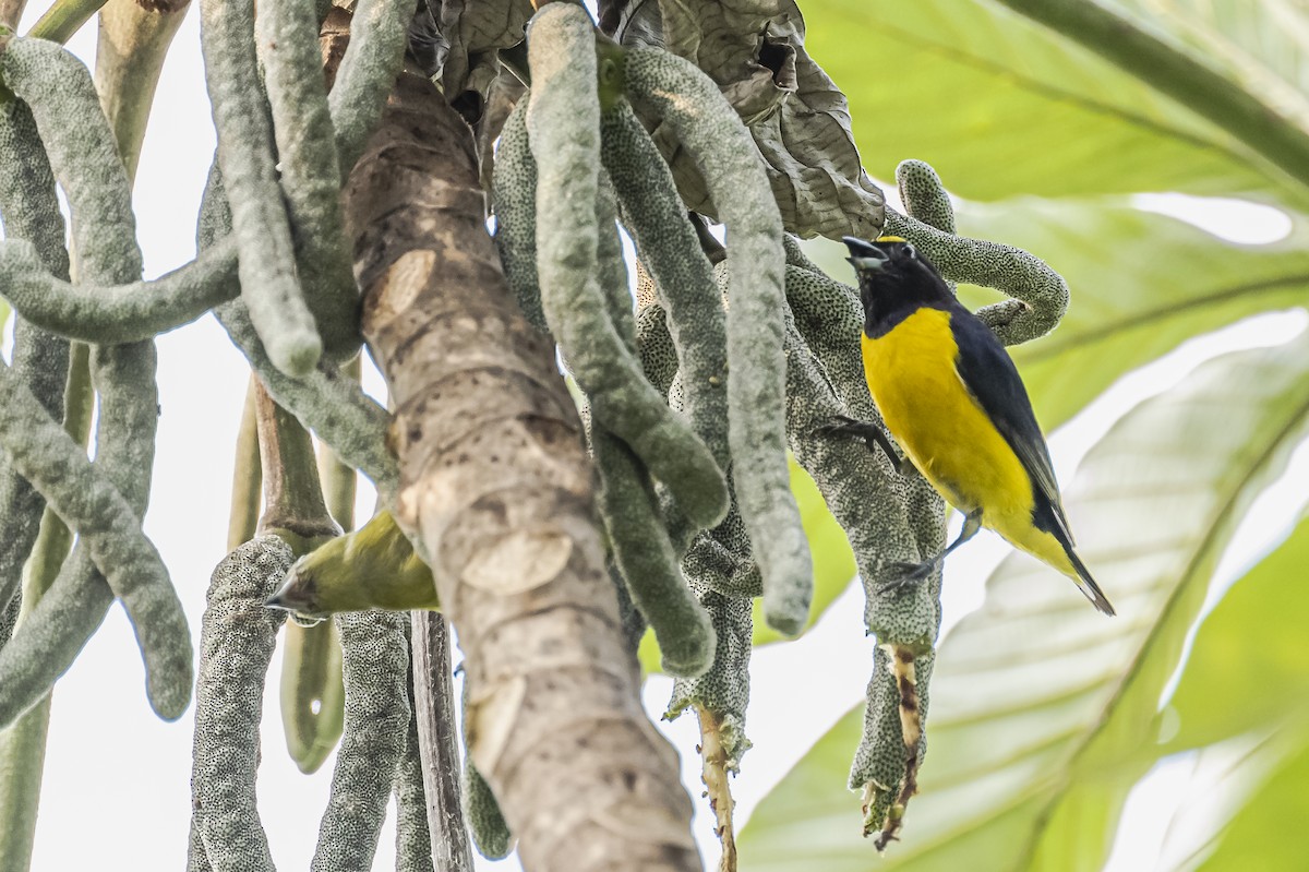 Purple-throated Euphonia - ML620284626