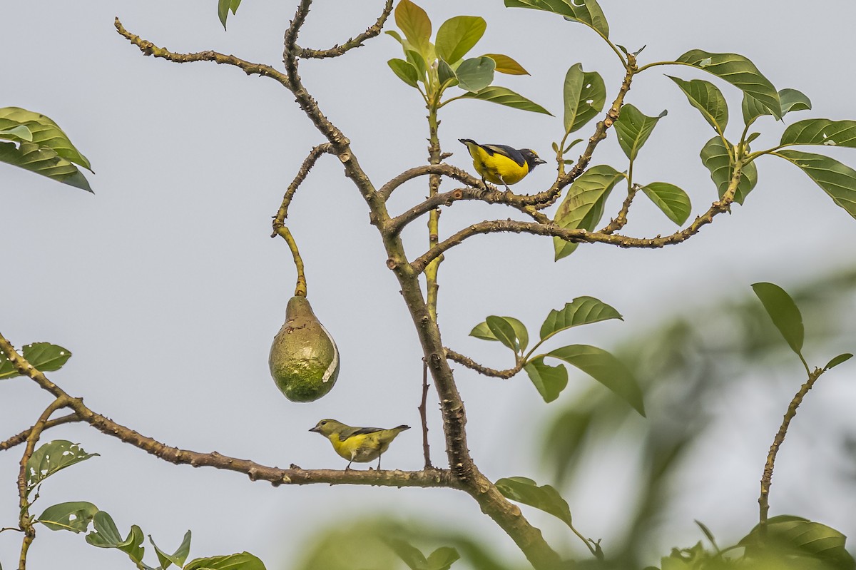 Purple-throated Euphonia - ML620284631