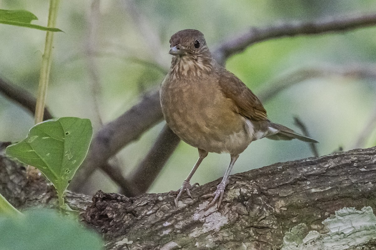 Pale-breasted Thrush - ML620284656