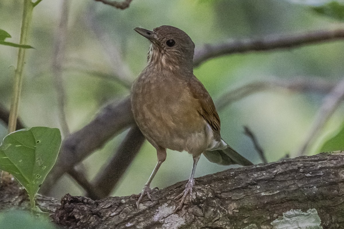 Pale-breasted Thrush - ML620284659