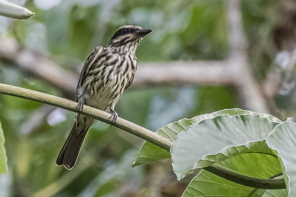 Streaked Flycatcher - ML620284661