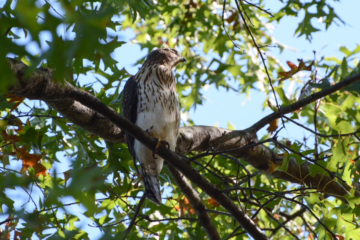 Cooper's Hawk - ML620284664