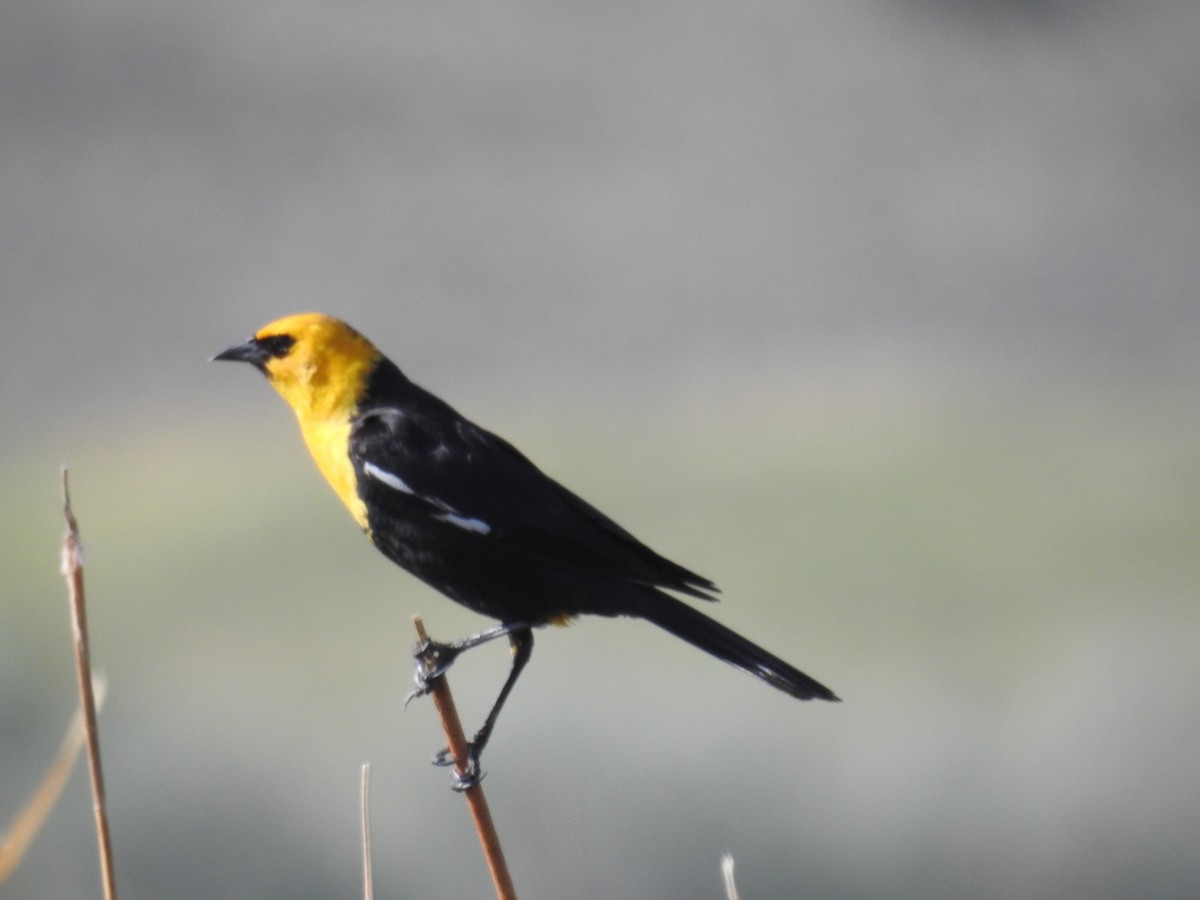 Yellow-headed Blackbird - Forrest Luke