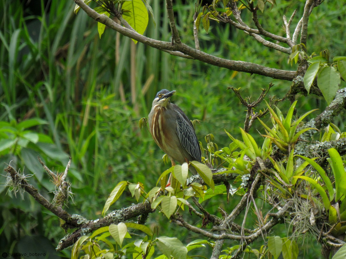 Striated Heron - ML620284668