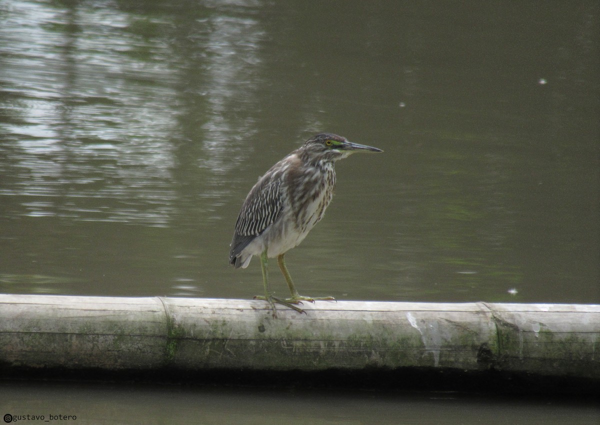 Striated Heron - ML620284669