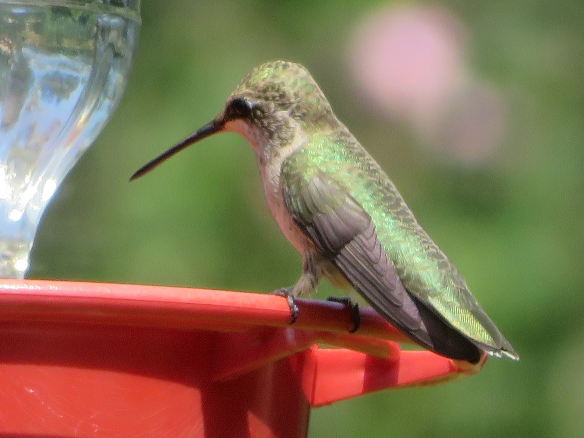 Black-chinned Hummingbird - ML620284675