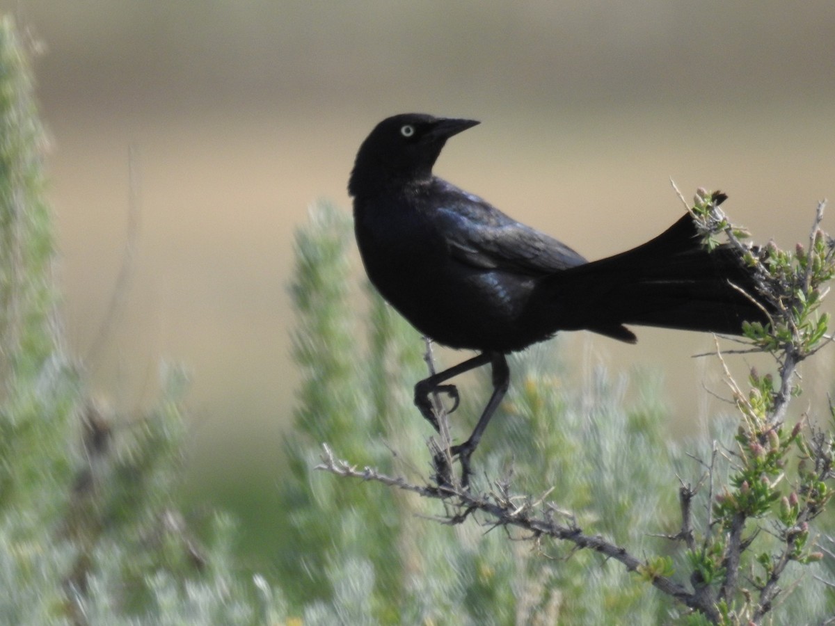 Brewer's Blackbird - ML620284676