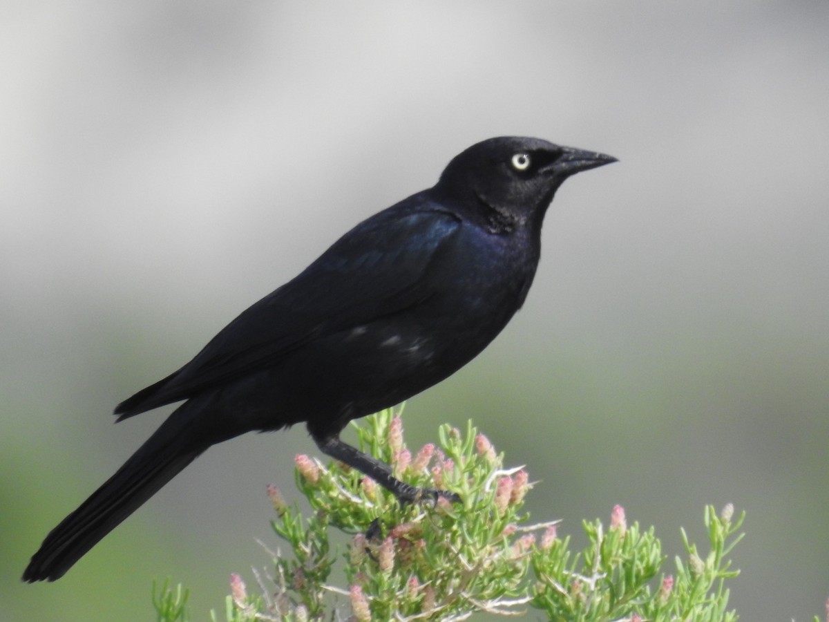 Brewer's Blackbird - ML620284677