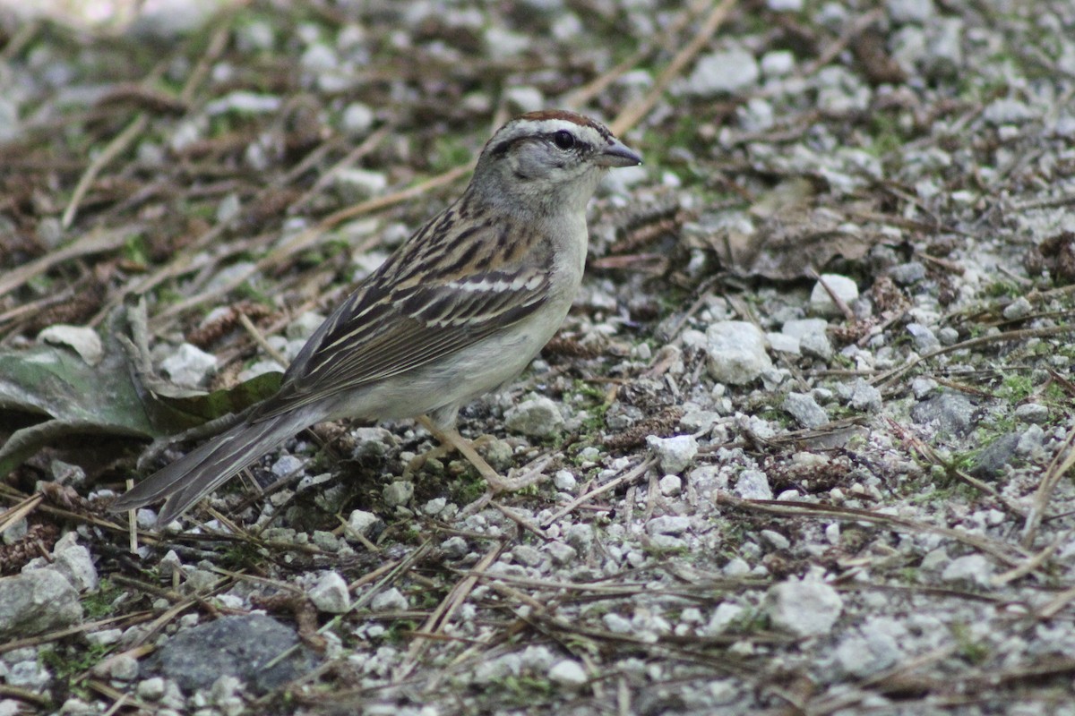 Chipping Sparrow - ML620284678