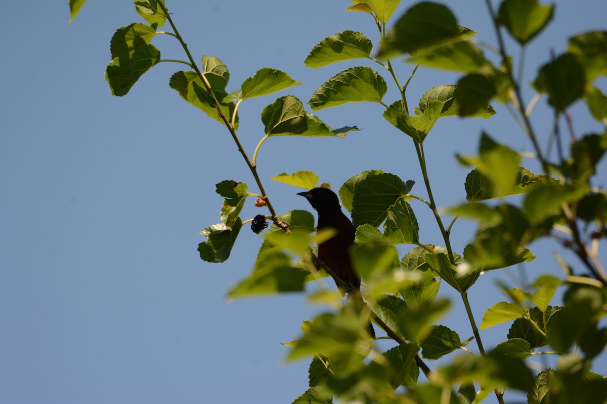 Orchard Oriole - ML620284679