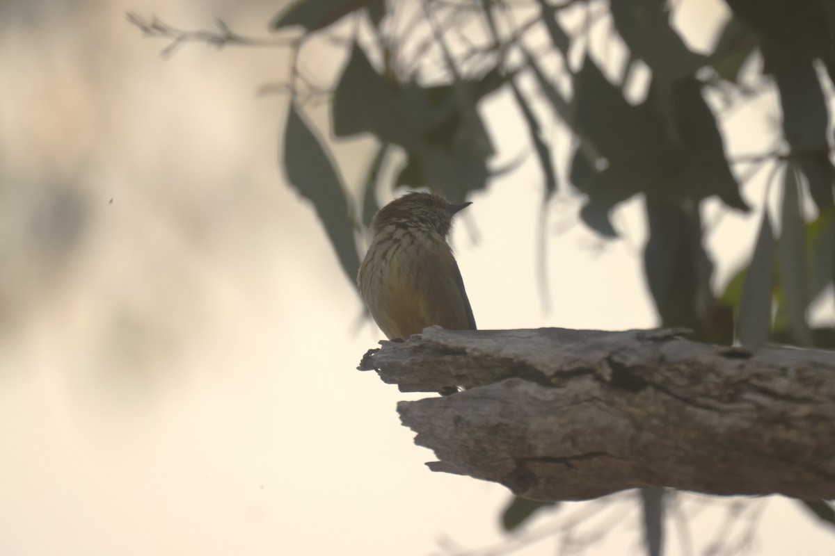 Striated Thornbill - ML620284686