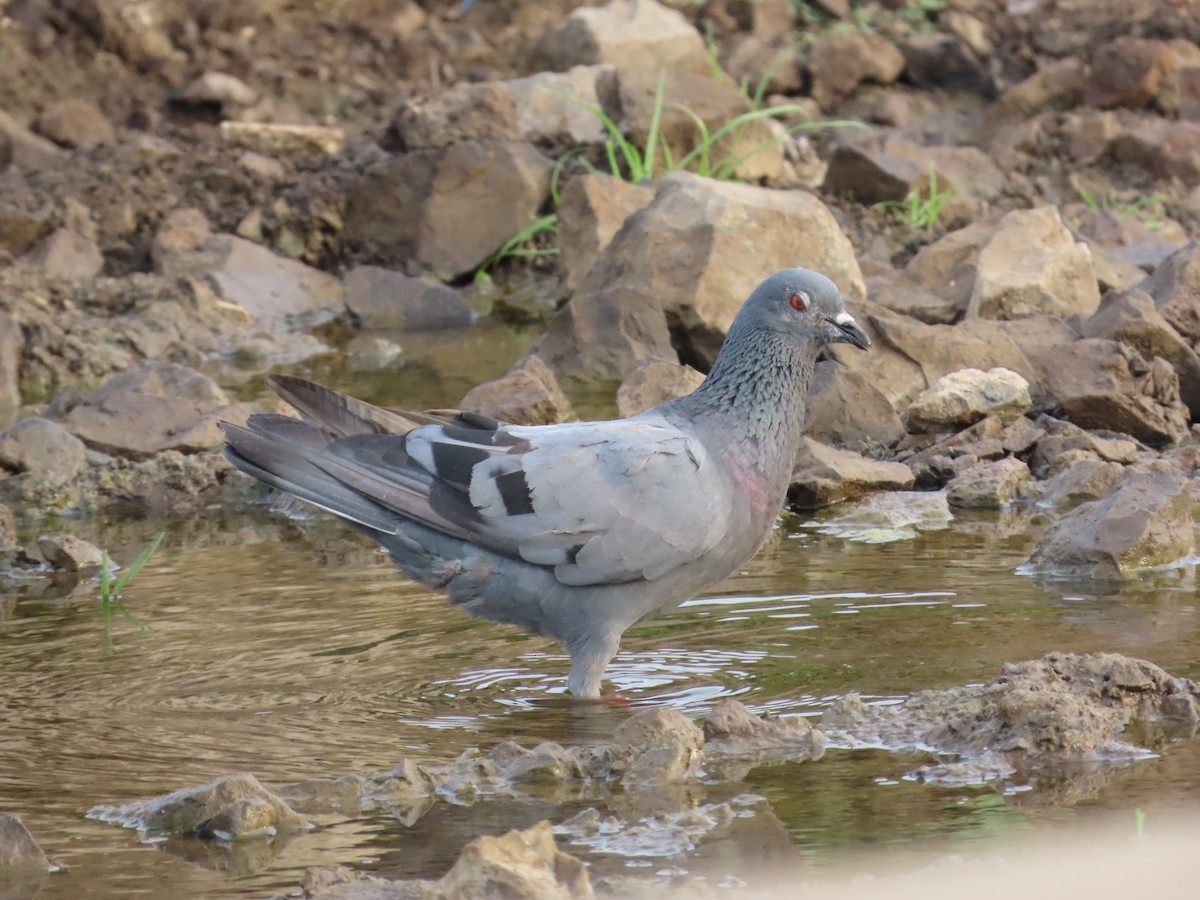 Rock Pigeon (Feral Pigeon) - ML620284687