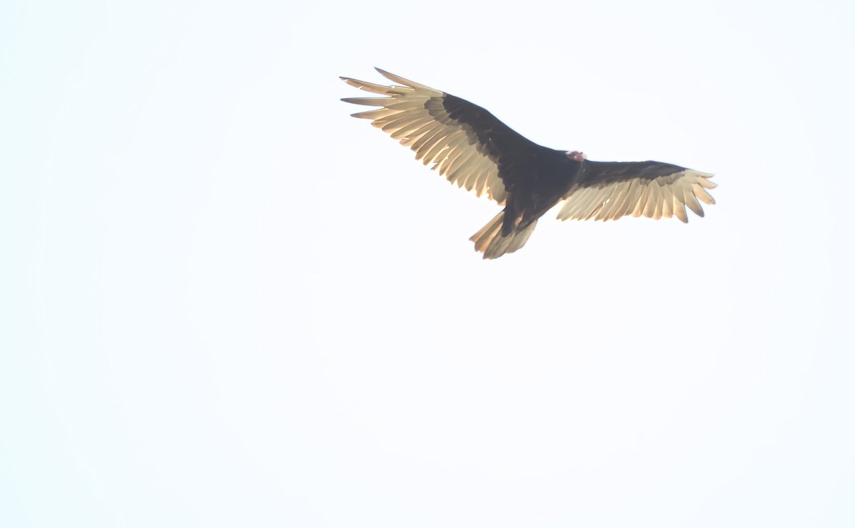 Turkey Vulture - ML620284688