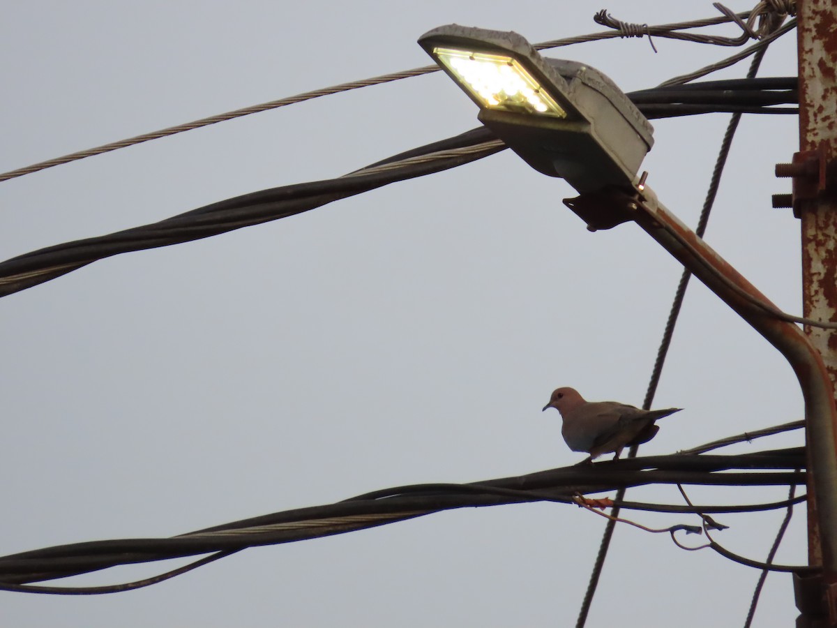 Laughing Dove - ML620284691