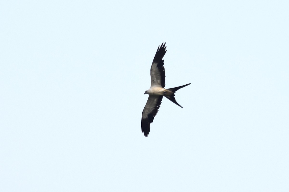 Swallow-tailed Kite - ML620284708