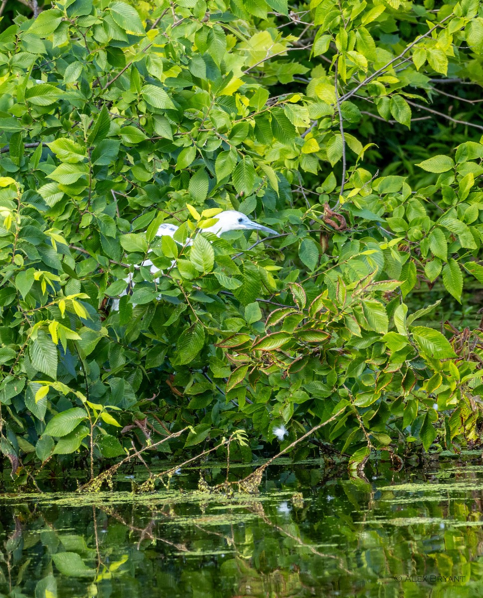 Little Blue Heron - ML620284711