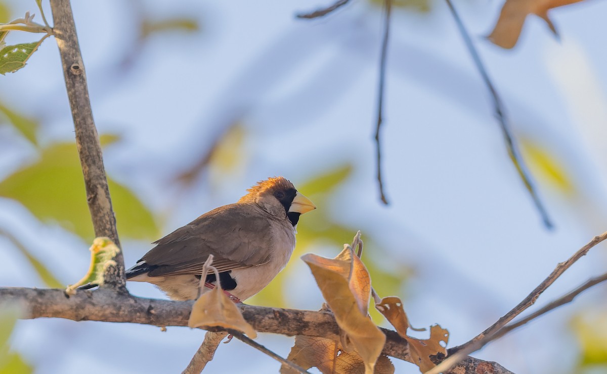 Masked Finch - ML620284716