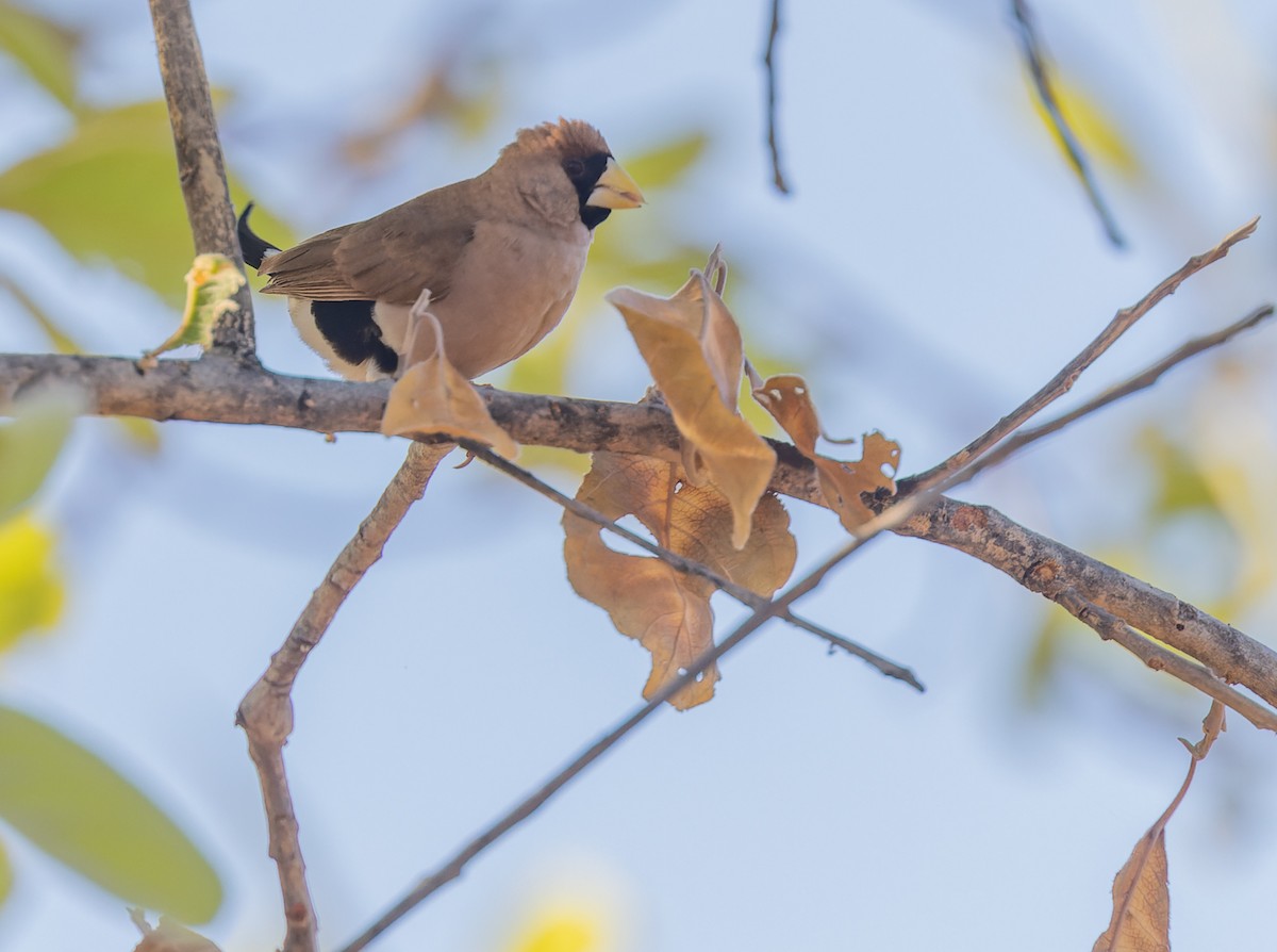 キバシキンセイチョウ - ML620284717