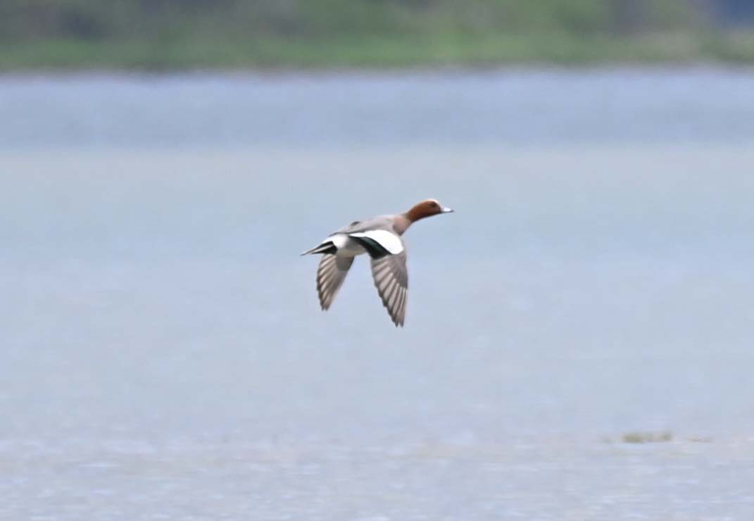 Eurasian Wigeon - ML620284720