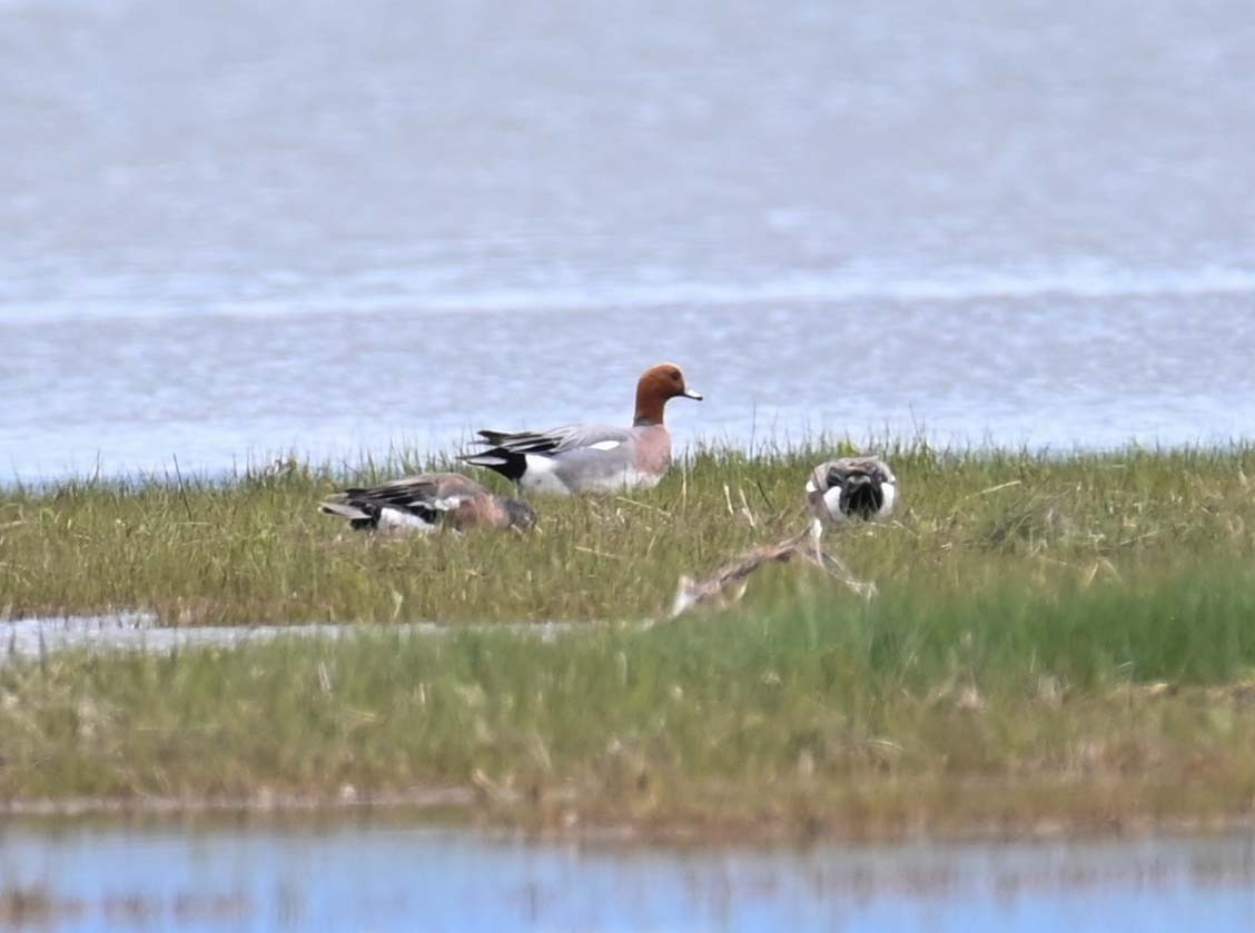 Eurasian Wigeon - ML620284721