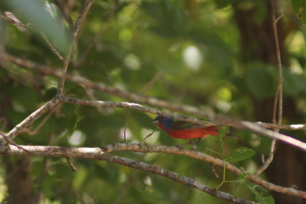 Painted Bunting - ML620284722