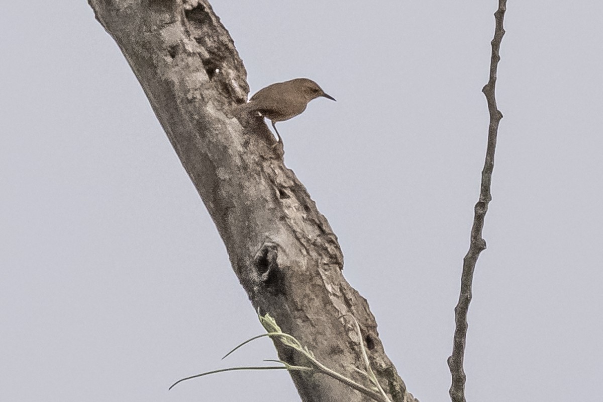 House Wren - Amed Hernández