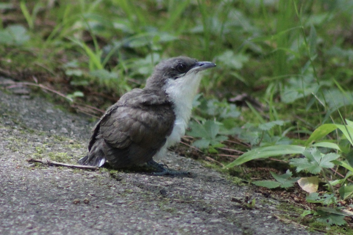 Yellow-billed Cuckoo - ML620284725