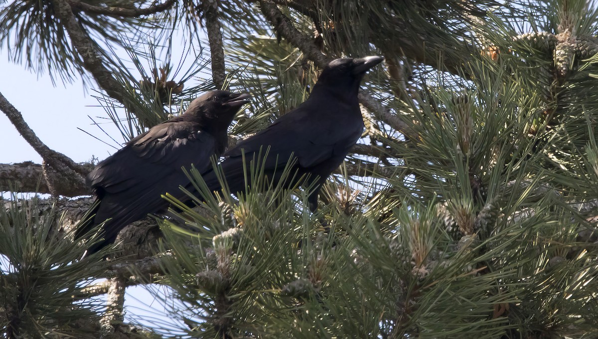 American Crow - ML620284729