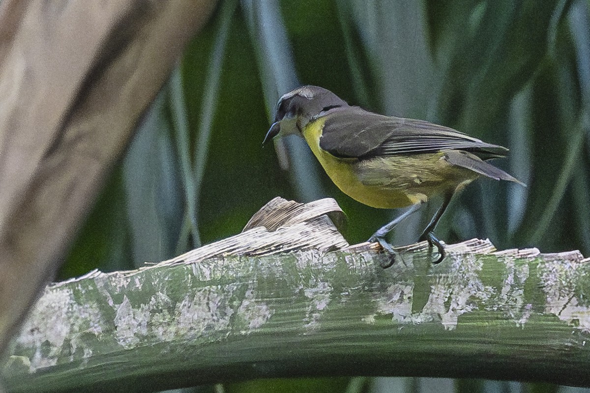 Bananaquit - ML620284730