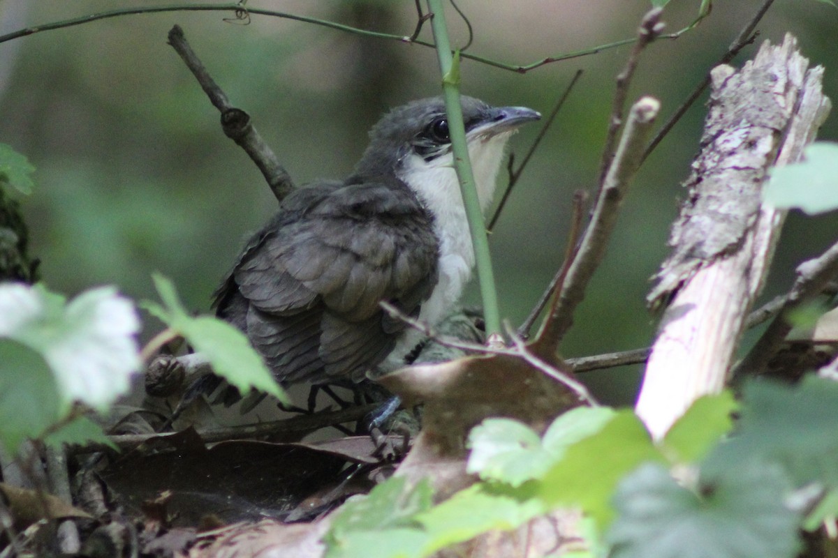 Yellow-billed Cuckoo - ML620284731