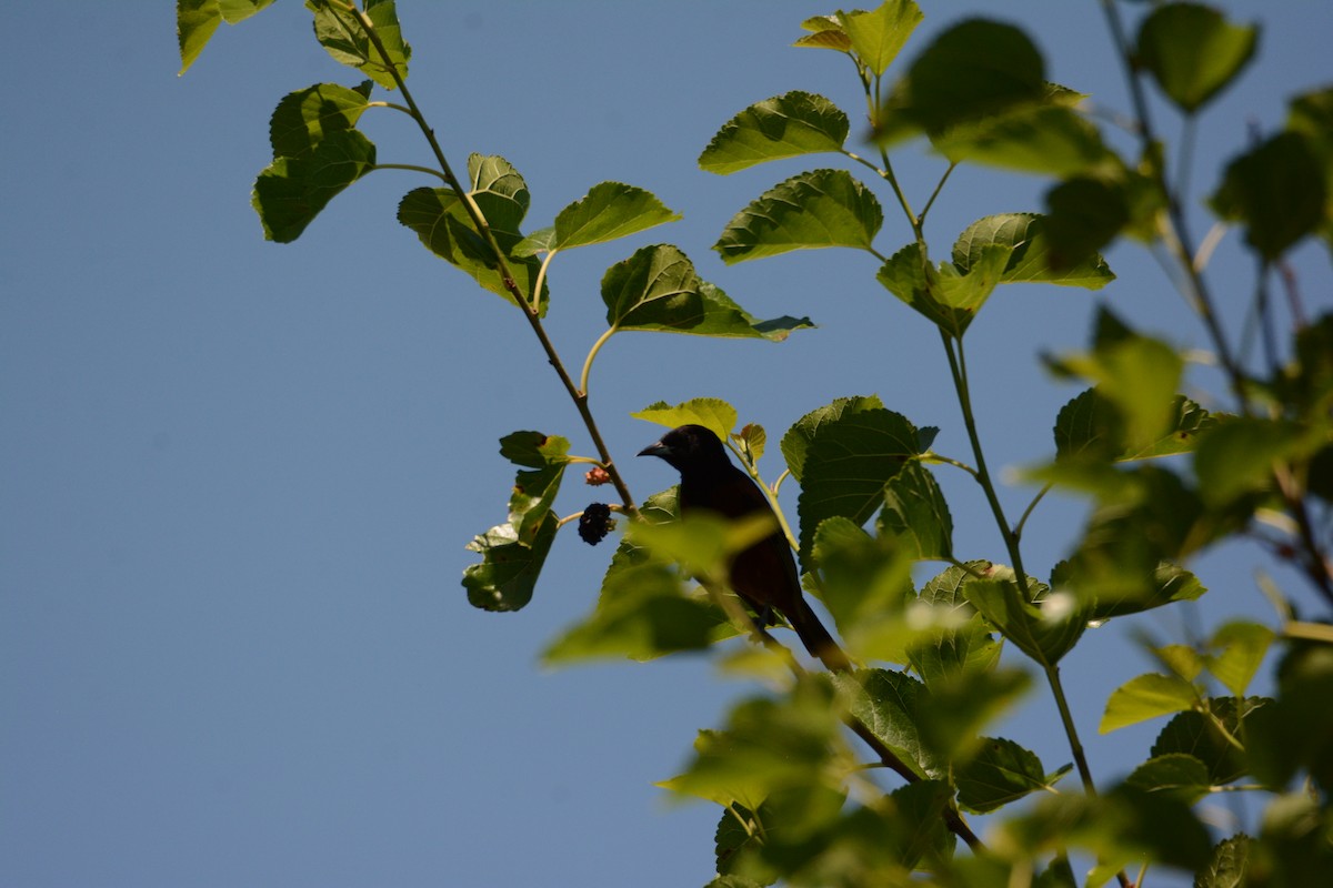Orchard Oriole - ML620284733