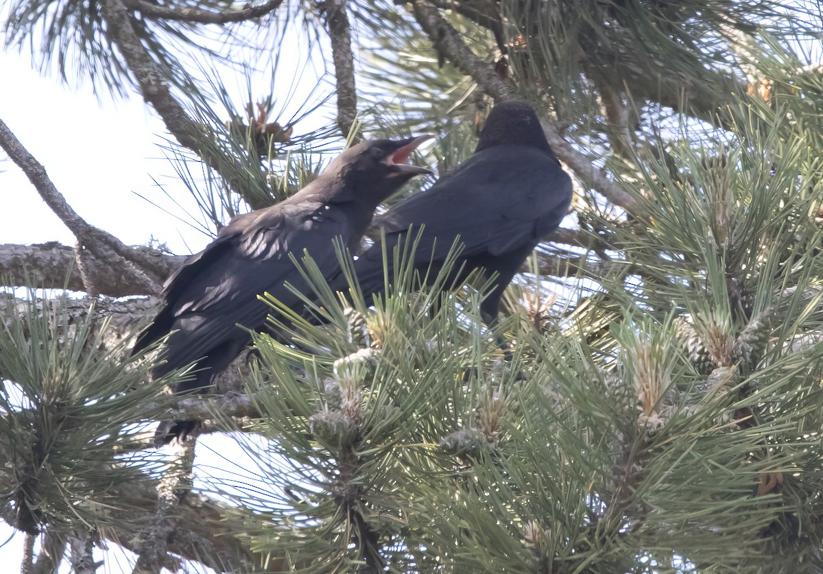 American Crow - ML620284734