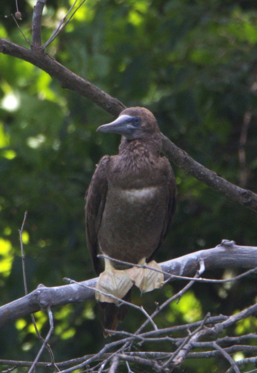 Brown Booby - ML620284736
