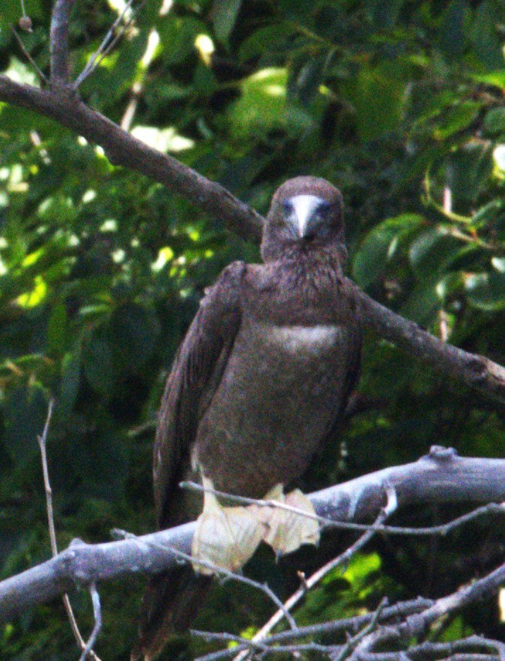 Brown Booby - ML620284737