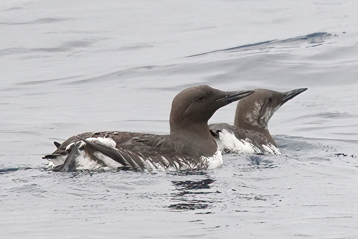 Common Murre - ML620284740