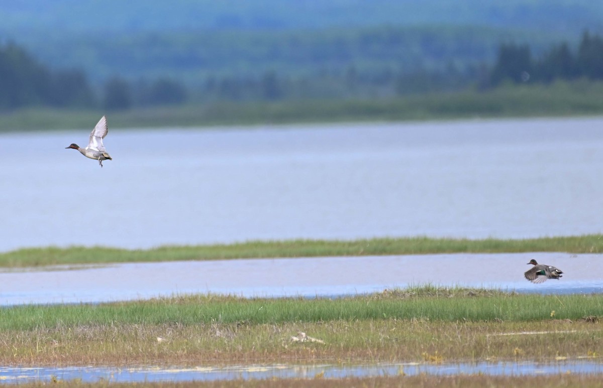 小水鴨(carolinensis) - ML620284742