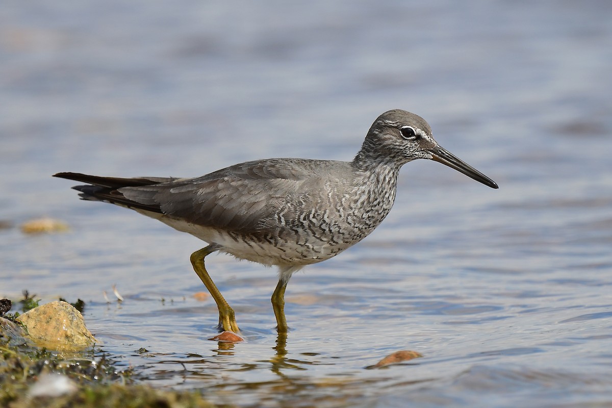 Wandering Tattler - ML620284743