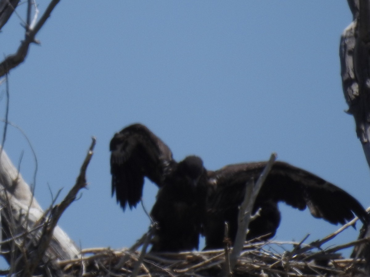 Weißkopf-Seeadler - ML620284746