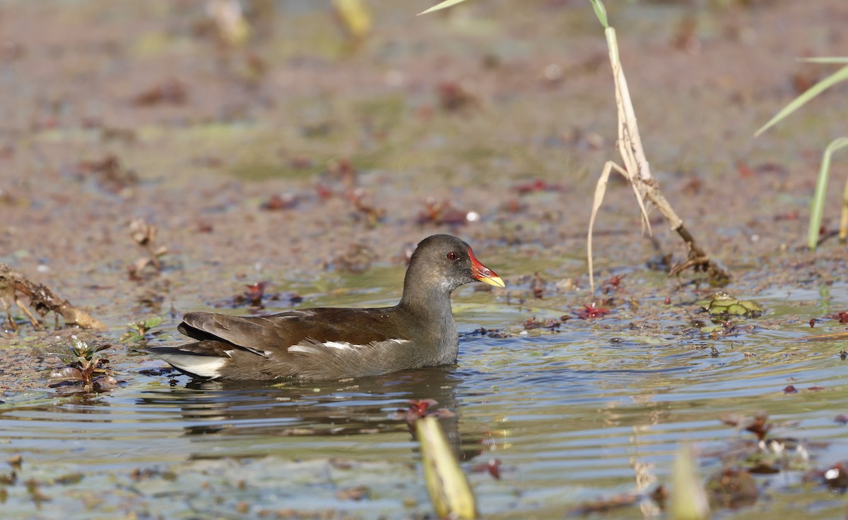 Gallinule poule-d'eau - ML620284750