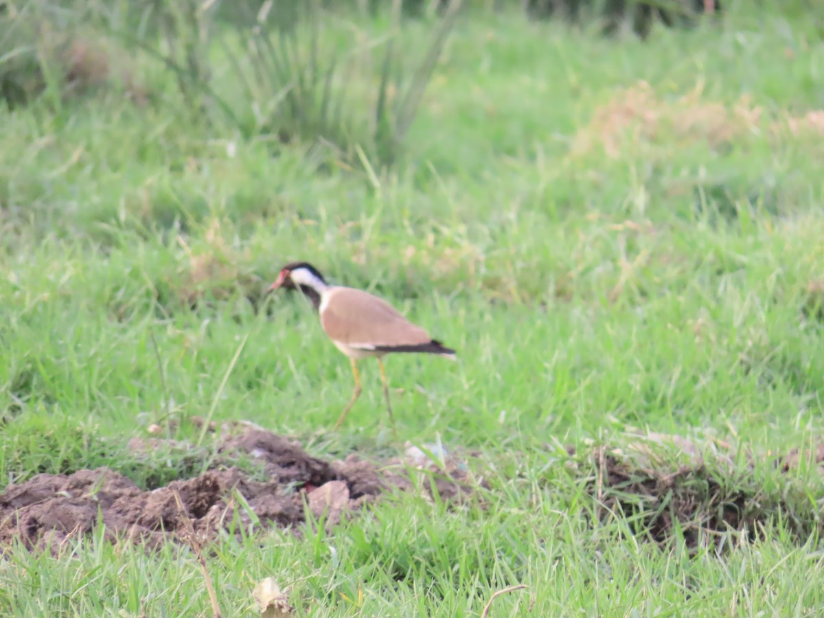 Red-wattled Lapwing - ML620284751